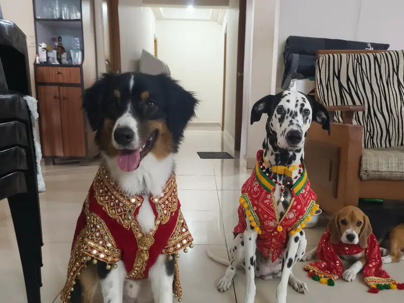 ZOOMIES - PET CARE, photo 3
