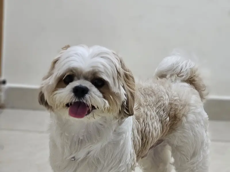 ZOOMIES - PET CARE, photo 4