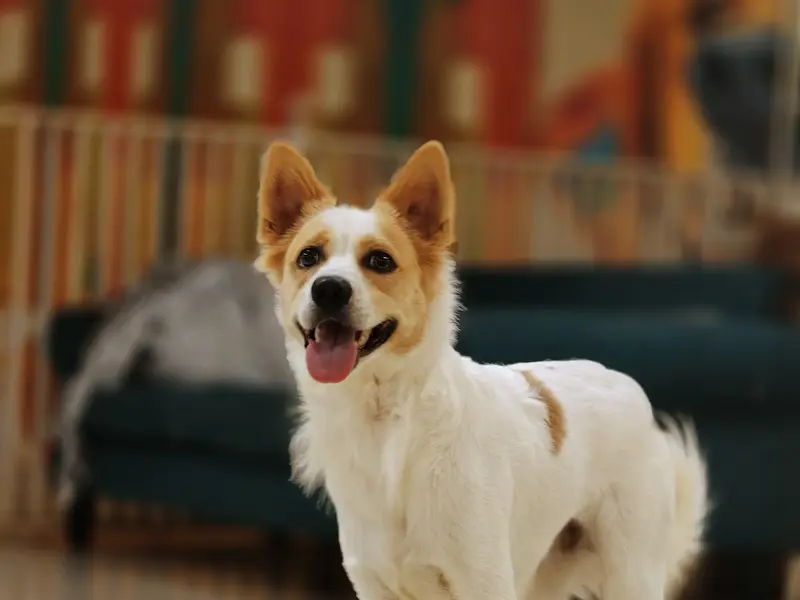 ZOOMIES - PET CARE, photo 5