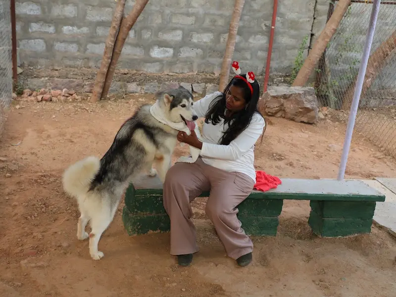 Progressive Canines, photo 3