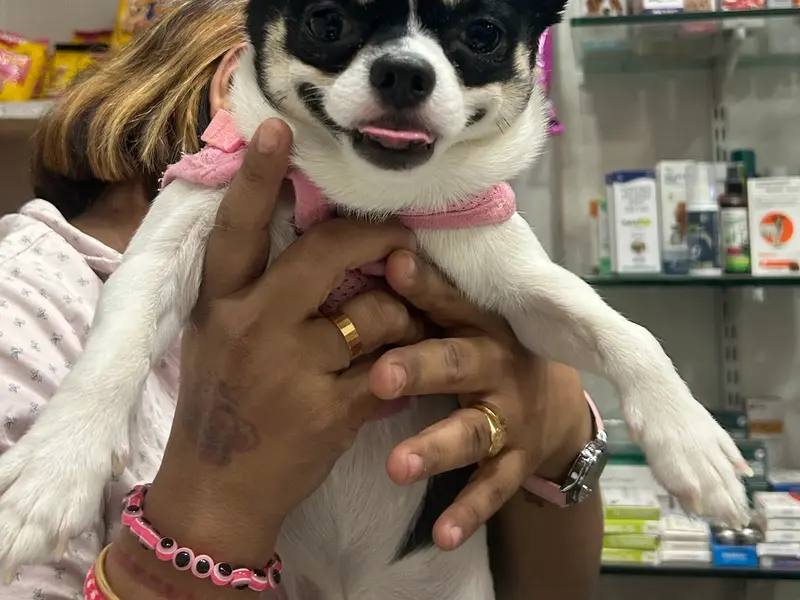 Heal Animal Clinic, photo 2