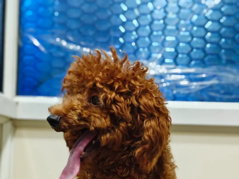 Heal Animal Clinic, photo 4