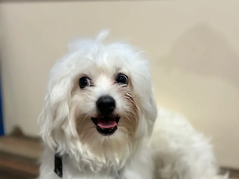 Heal Animal Clinic, photo 5