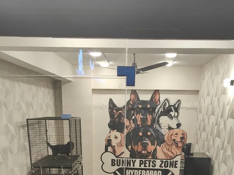 Bunny pets zone, photo 2