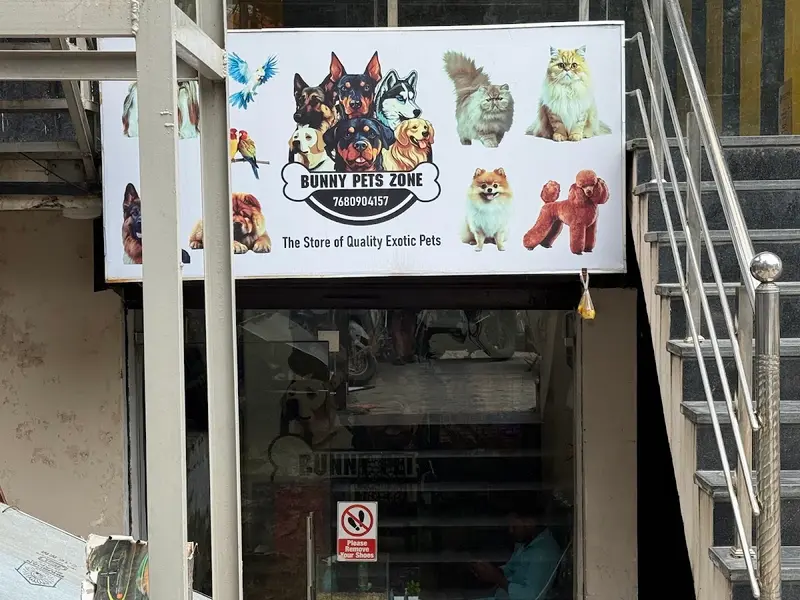 Bunny pets zone