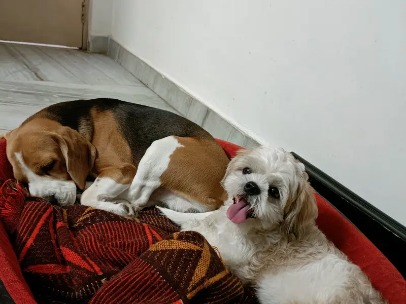 CUTE PAWS HYDERABAD, photo 2