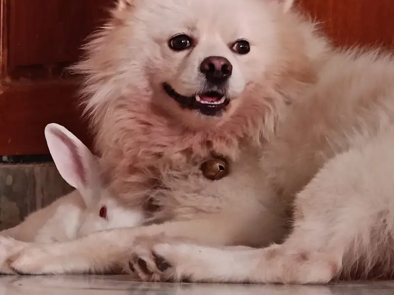 CUTE PAWS HYDERABAD, photo 5