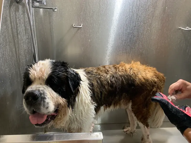 DC PET CLINIC, photo 5