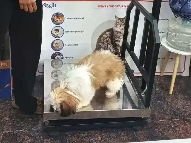 Shvaana Sakha Pet Care - Clinic, photo 2