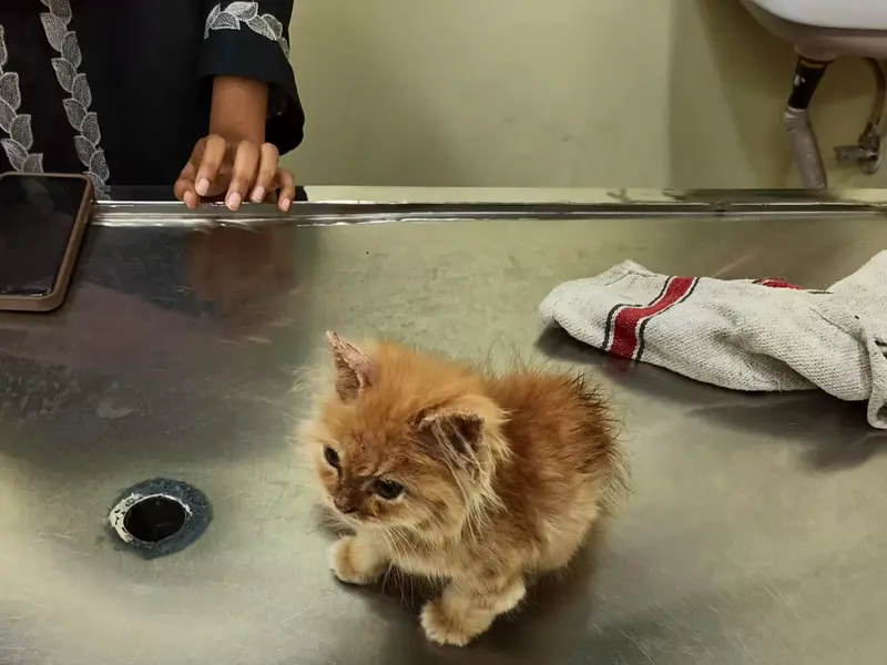 Shvaana Sakha Pet Care - Clinic, photo 3