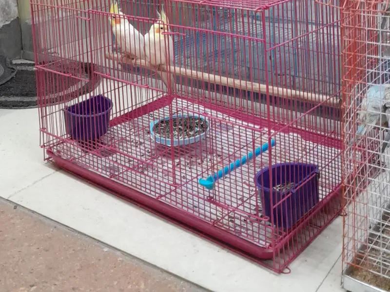 The animal planet, photo 3