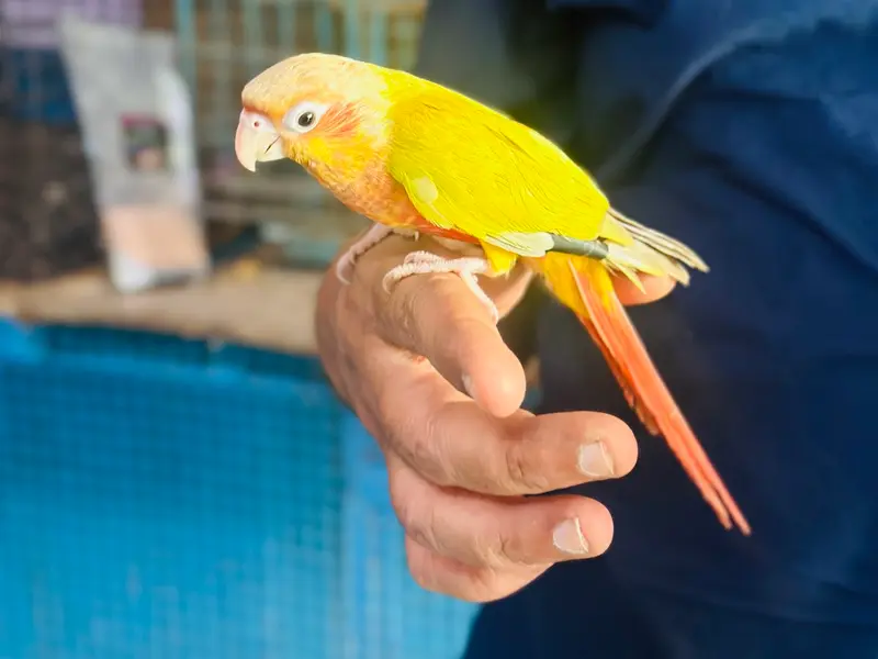 The animal planet, photo 4