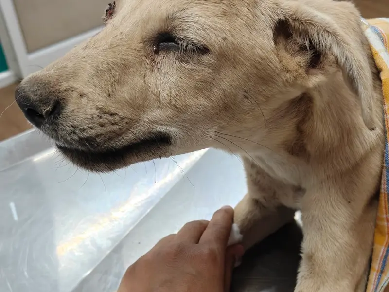 Medi Paws Pet Care Hospital, photo 4