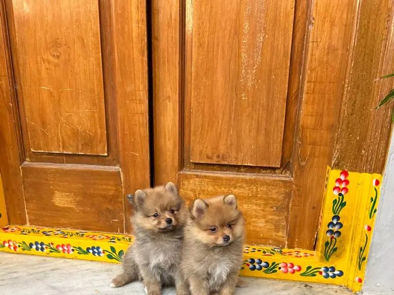 Naveenpets&kennels, photo 2