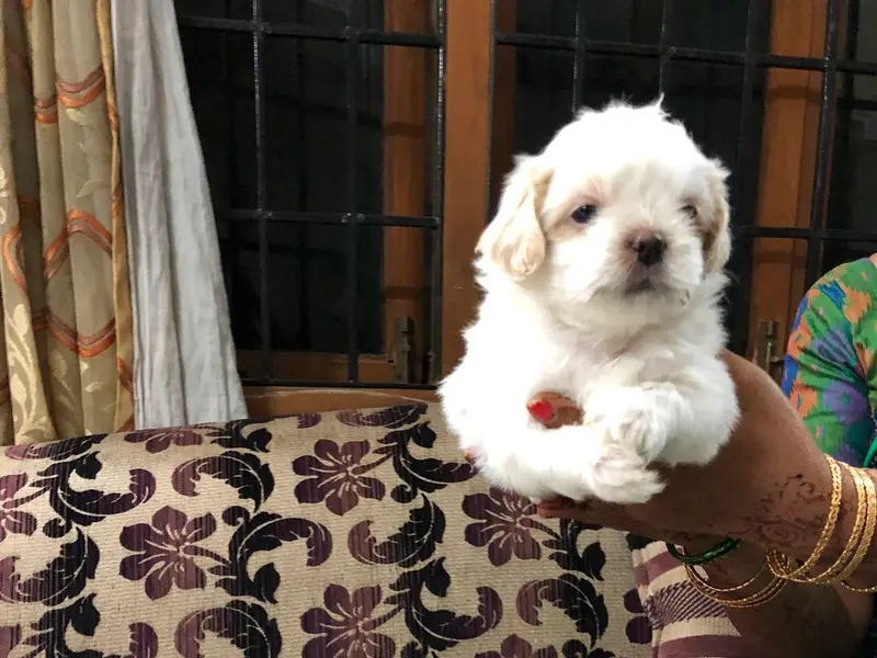 Naveenpets&kennels, photo 3