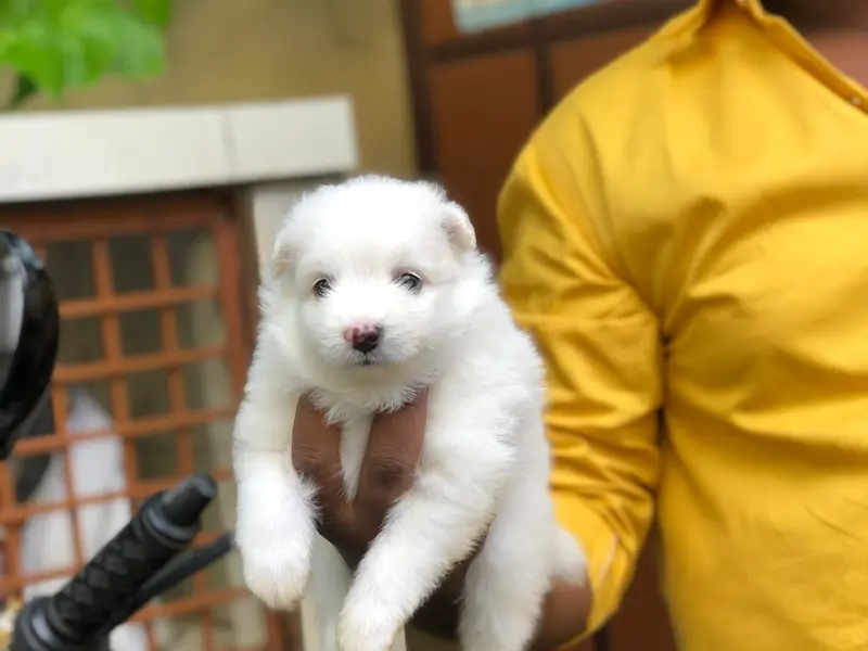 Naveenpets&kennels, photo 4