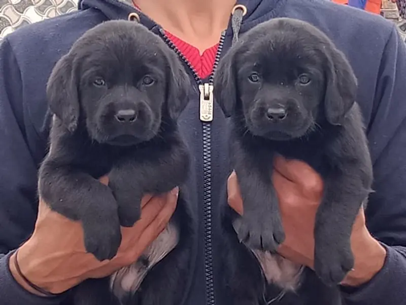 Naveenpets&kennels, photo 5