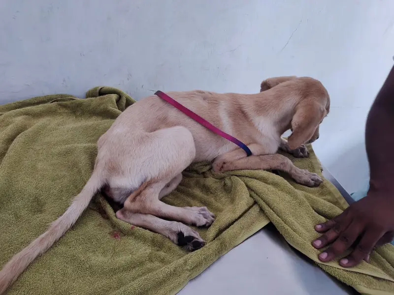 New Naveen Pet Needs, photo 3