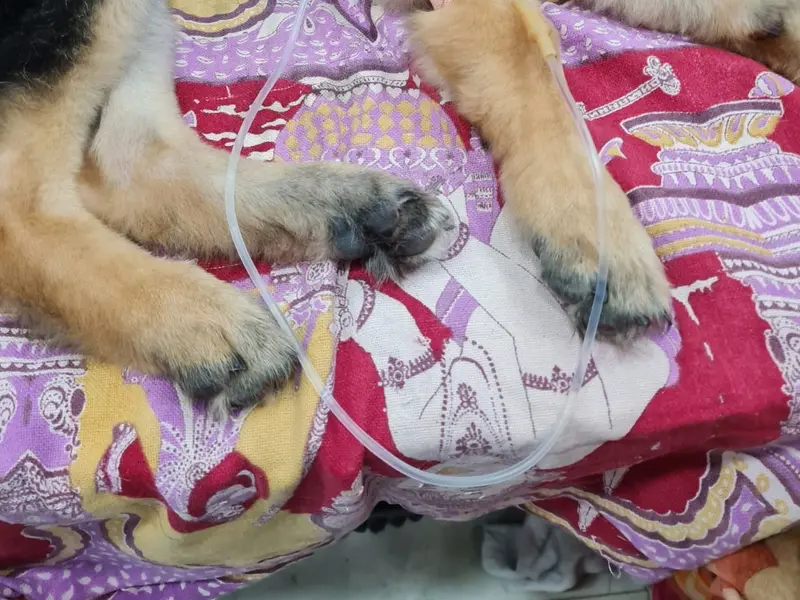 Pet shine clinic, photo 2