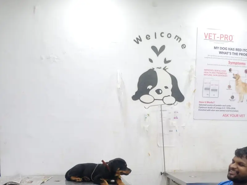 Pet shine clinic, photo 4