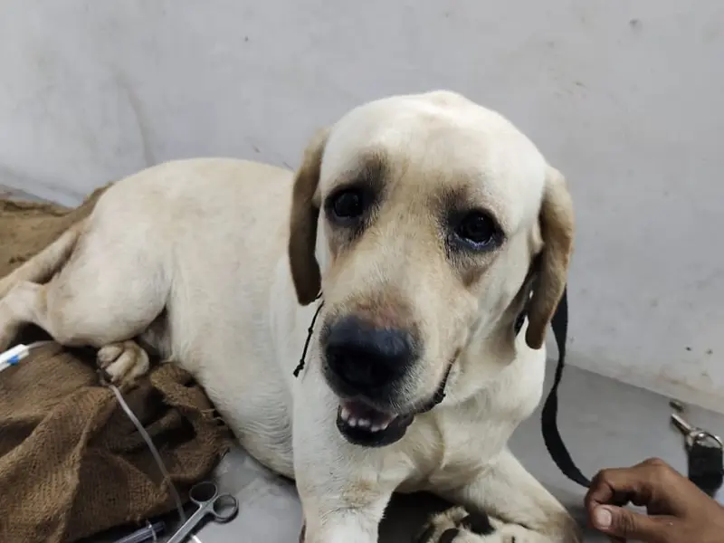 Pet shine clinic, photo 5