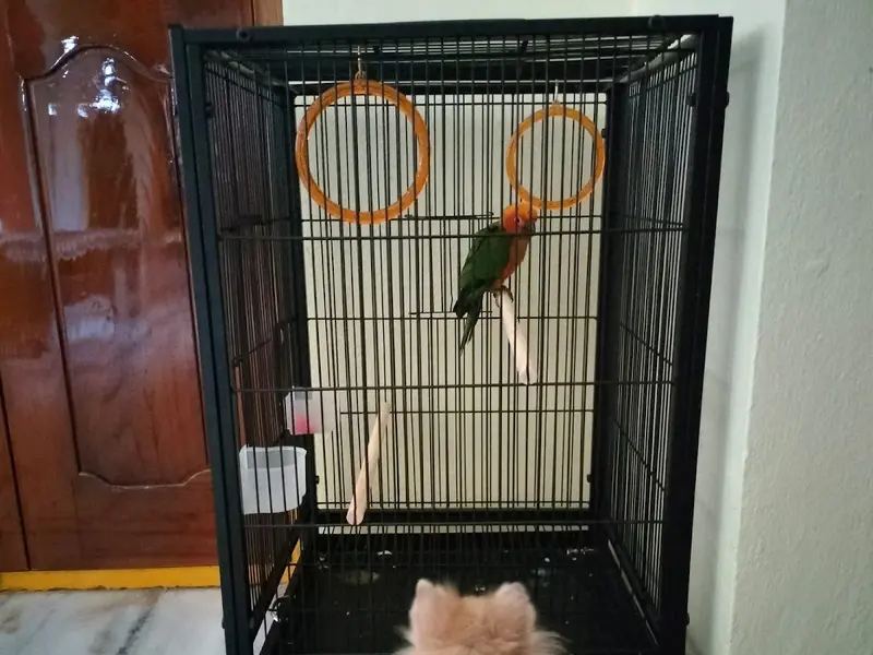 Royal pets n kennel, photo 2