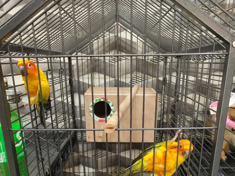 Royal pets n kennel, photo 3