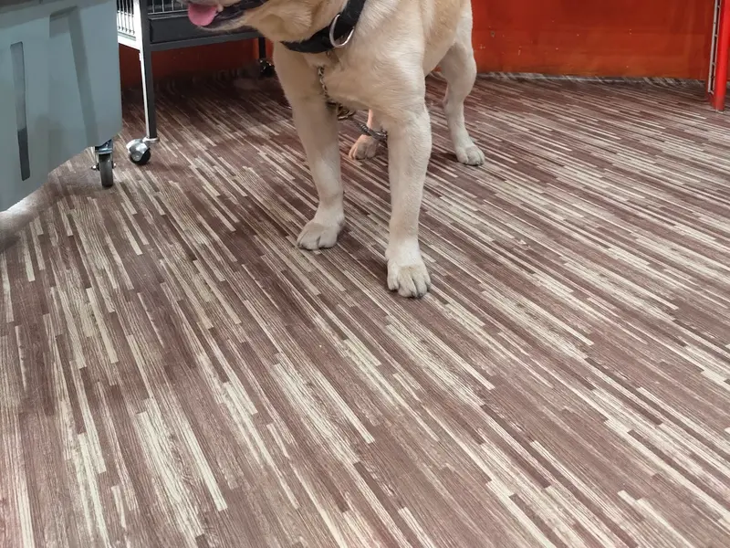 Royal pets n kennel, photo 4