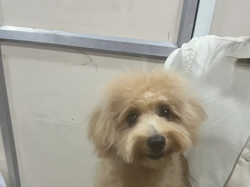 The Pet Spa, photo 5