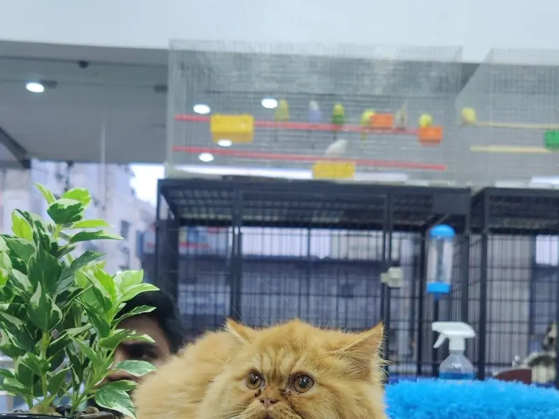 Versatile kennels, Pet store & Pet Spa, photo 5