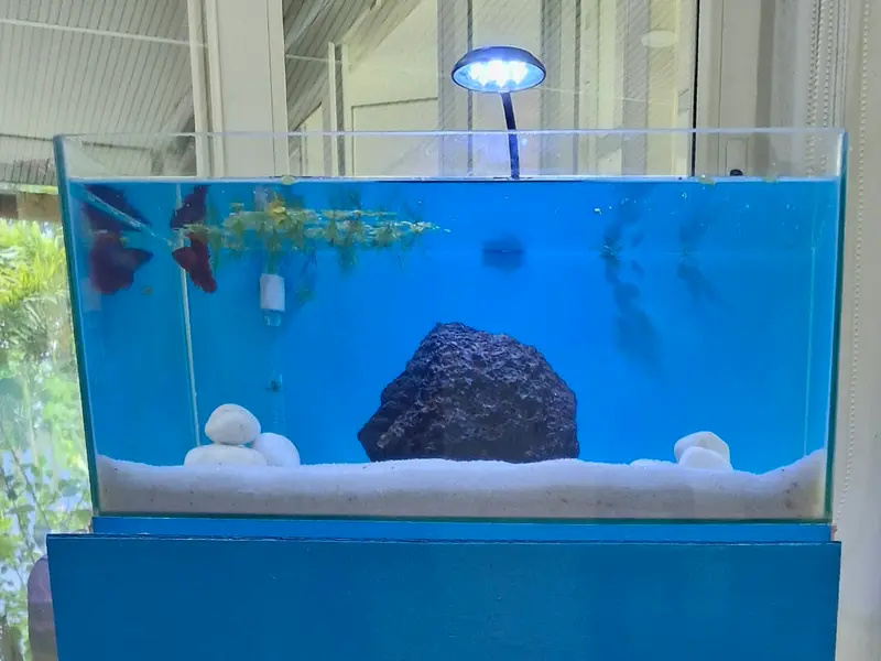 Satish Fish Aquariums, photo 4