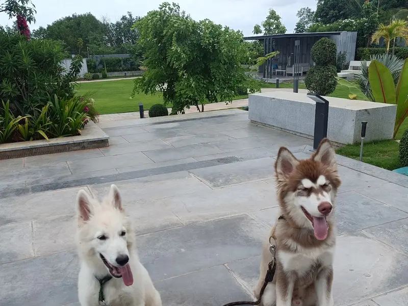 Ali's Paws Whisperer - A Professional Dog Training Center in Hyderabad, photo 2
