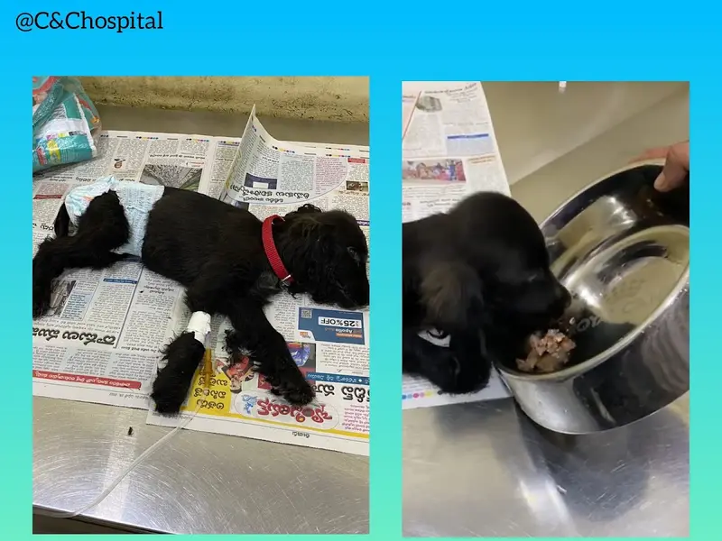 Care & Cure The Animal Hospital and surgical center., photo 2