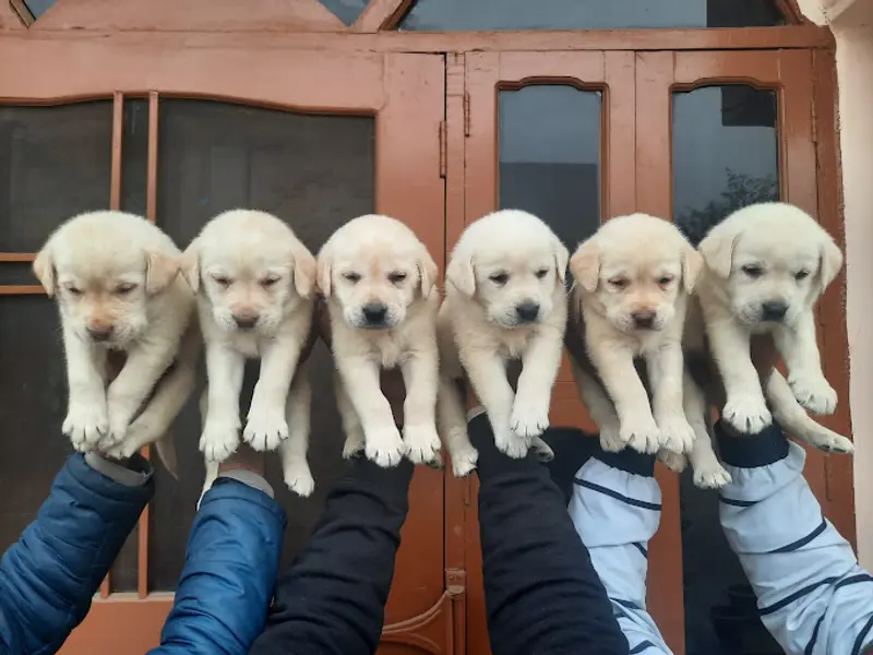 Dog Puppies For Sale in Hyderabad, photo 2