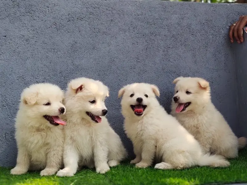 Dog Puppies For Sale in Hyderabad, photo 3