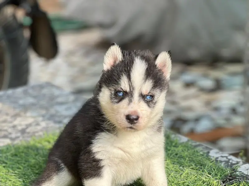 Dog Puppies For Sale in Hyderabad, photo 4