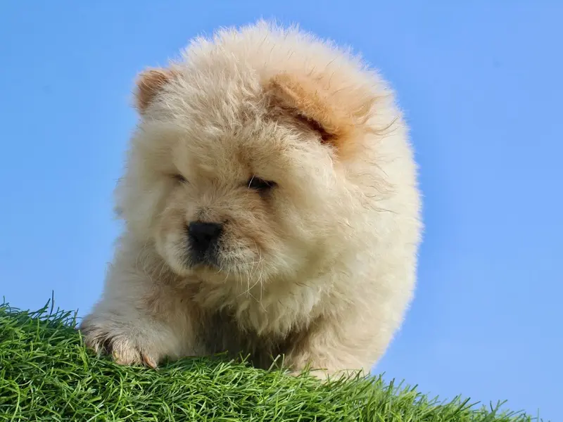 Dog Puppies For Sale in Hyderabad, photo 5