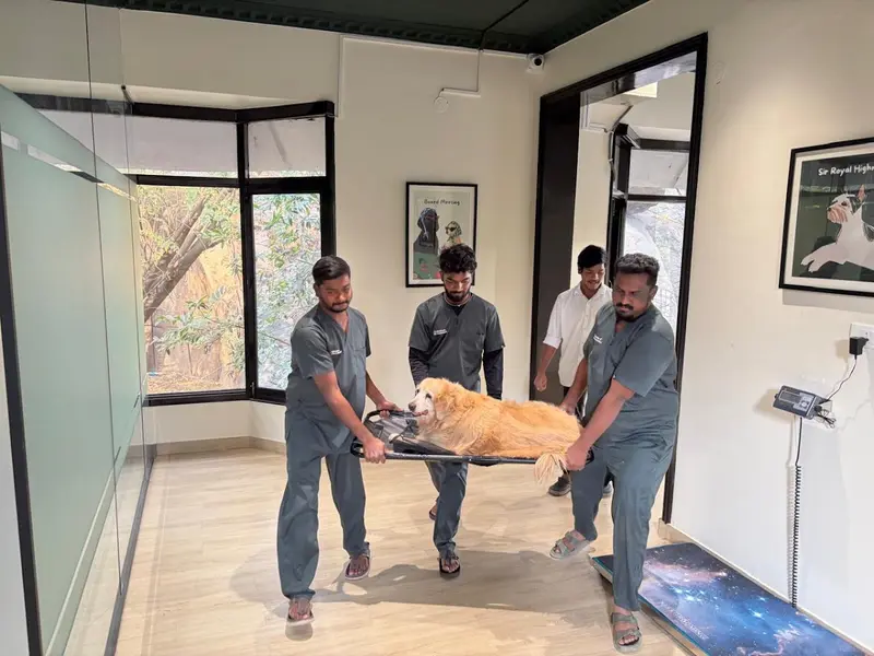 Good Vet Pet Wellness Center, photo 4