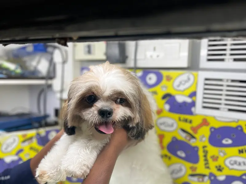 Just Groom - Best Luxury Pet Spa & Saloon in Hyderabad, photo 2