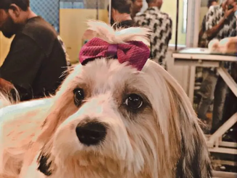 Just Groom - Best Luxury Pet Spa & Saloon in Hyderabad, photo 4