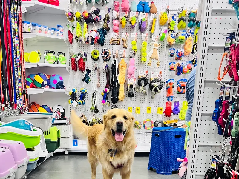JUSTDOGS | Jubilee Hills, Hyderabad - Pet Store & Spa, photo 2