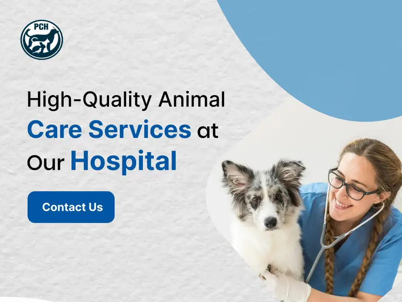 Pet's Care Super Specialty Hospital - Jubilee Hills, photo 2