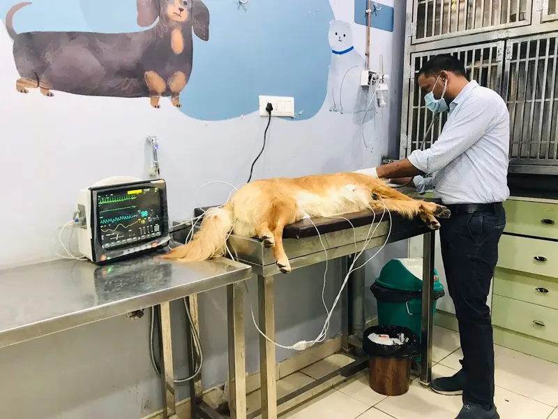 Pet's Care Super Specialty Hospital - Jubilee Hills, photo 5