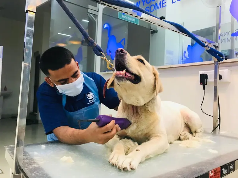 Pet's Space Grooming Parlour-Jubilee Hills, photo 3