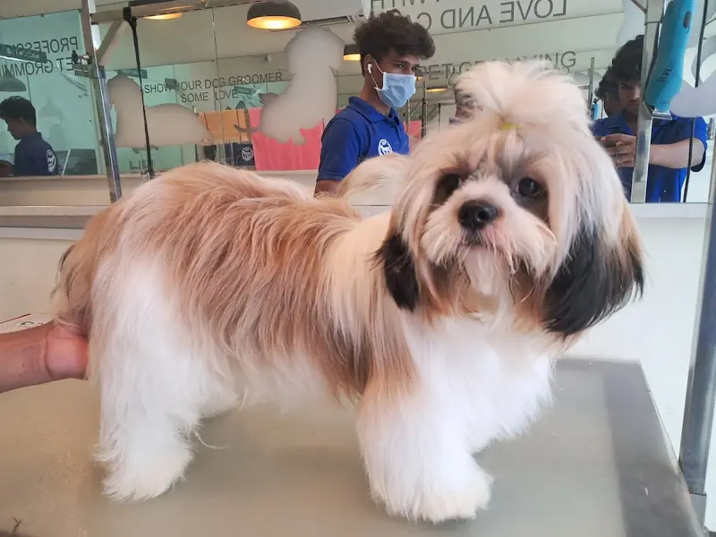 Pet's Space Grooming Parlour-Jubilee Hills, photo 5
