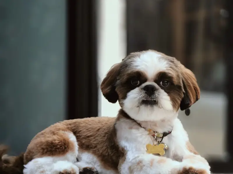 Seven Oaks Pet Boarding & Grooming, photo 2