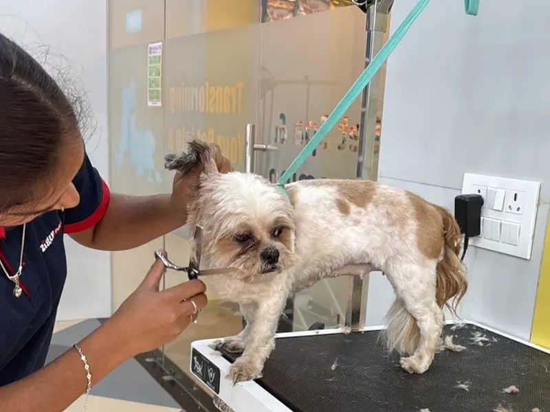 Zigly Pet Care - Pet Hospital, Pet Grooming & Pet Products | Jubilee Hills, photo 2