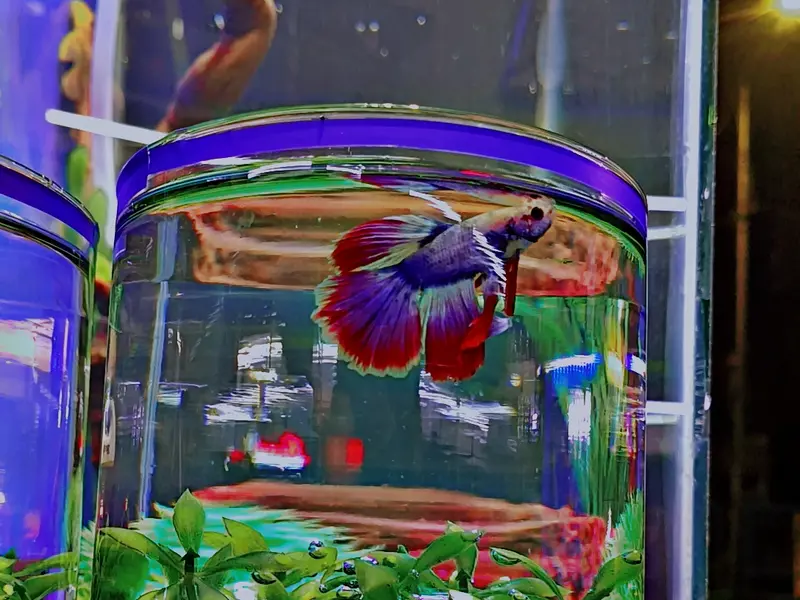 Exotic aquariums, photo 3