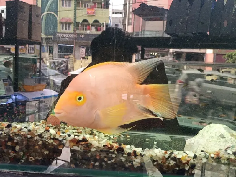 Exotic aquariums, photo 4