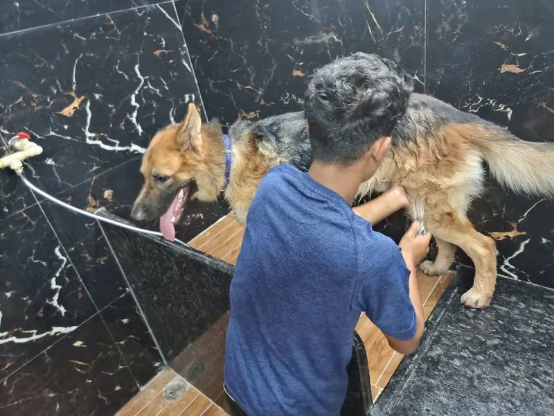Suzi Kennels, photo 2
